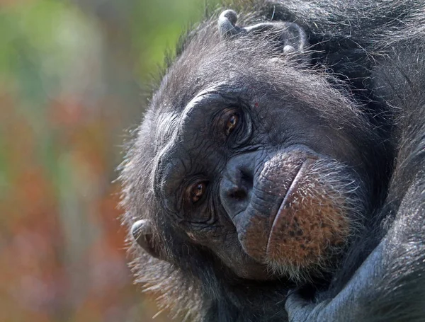 Carino scimpanzé africano — Foto Stock