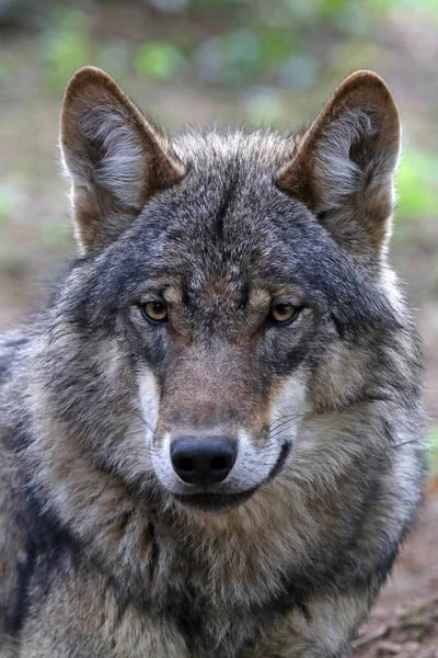 Selvagem eurasiano lobo — Fotografia de Stock