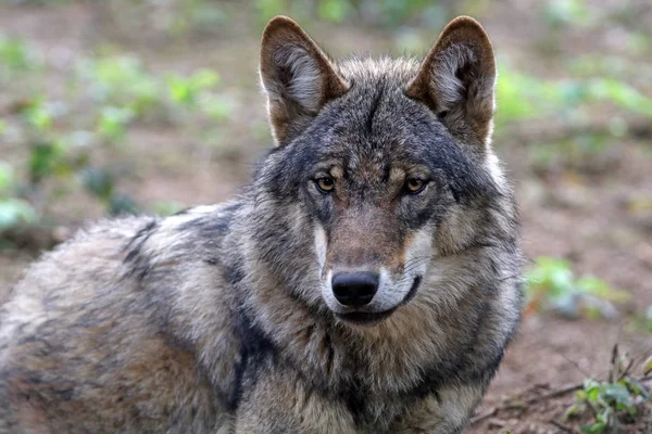Selvagem eurasiano lobo — Fotografia de Stock