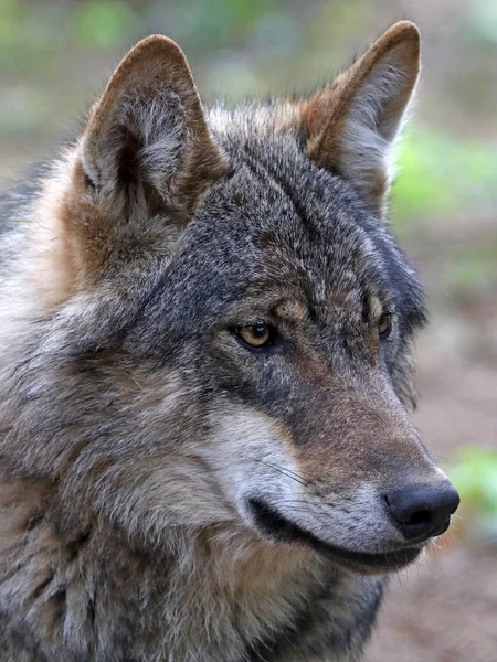 Selvagem eurasiano lobo — Fotografia de Stock