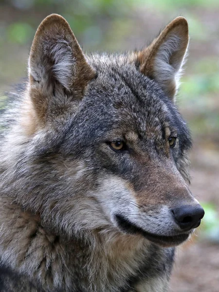 Selvagem eurasiano lobo — Fotografia de Stock