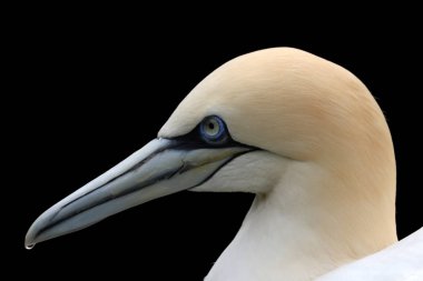 Kuzey gannet seabird 