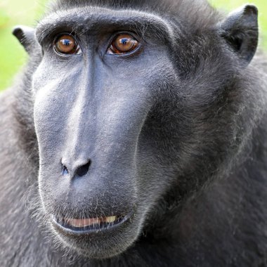 Celebes Crested Makaque