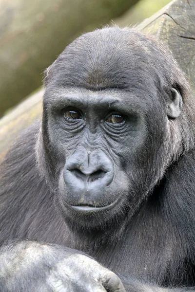 goril doğal ortamlarında