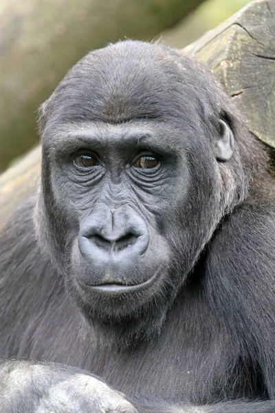 Gorilla in natural habitat — Stock Photo, Image