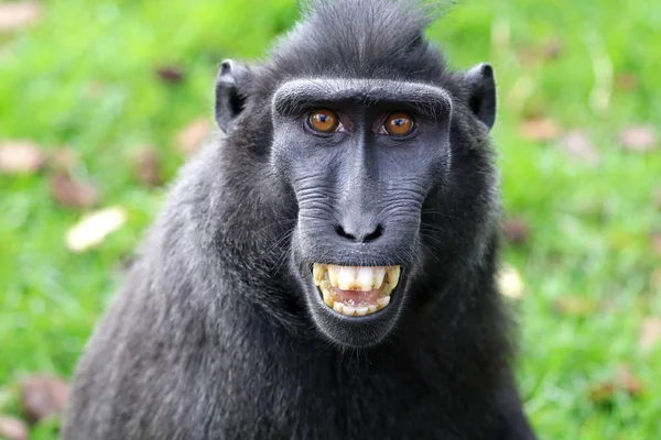 Kändisar Crested Macaque — Stockfoto