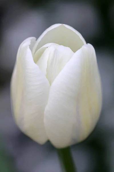 美しい白いチューリップ — ストック写真