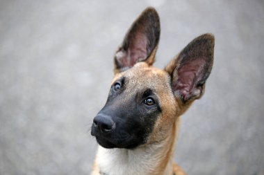 Malinois köpek görünümü