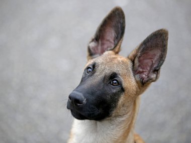 Malinois köpek görünümü
