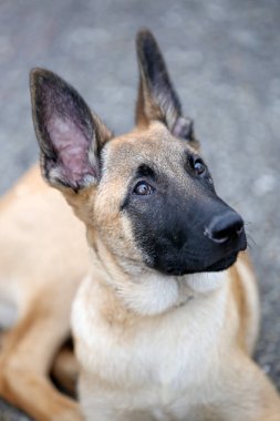 Malinois köpek görünümü