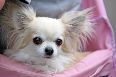 küçük şirin chihuahua