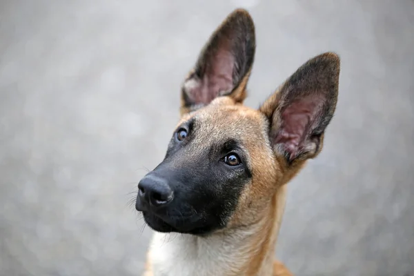 Vista para o cão Malinois — Fotografia de Stock