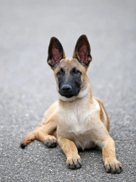 Malinois köpek görünümü — Stok fotoğraf