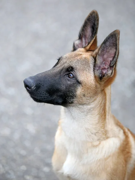 Vista para o cão Malinois — Fotografia de Stock
