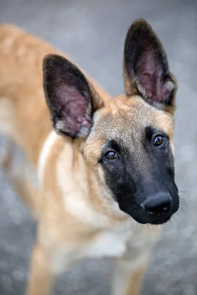 Malinois cane vista — Foto Stock