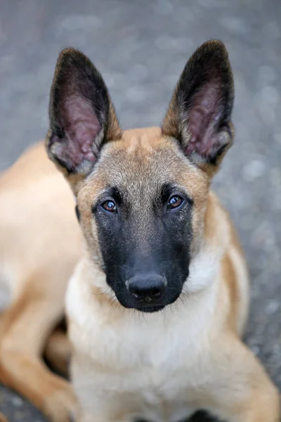 Malinois cane vista — Foto Stock