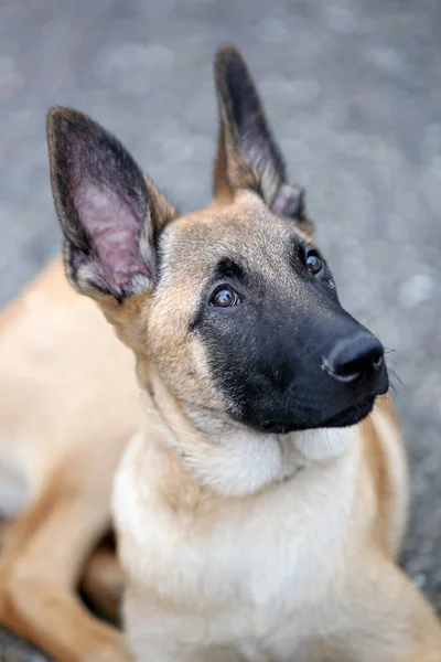 Vista para o cão Malinois — Fotografia de Stock