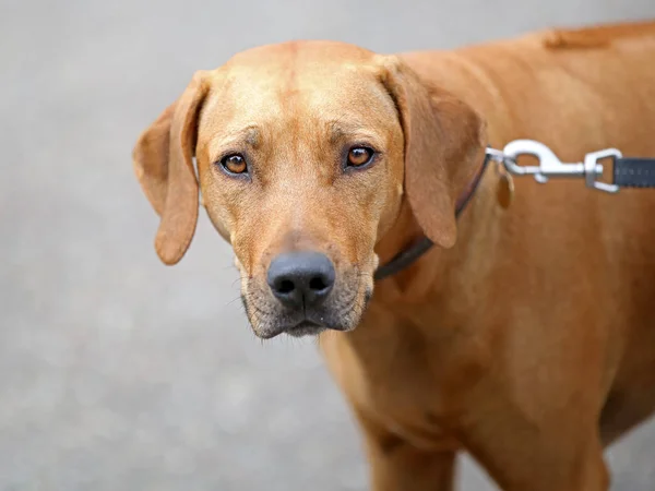 Ładny Rhodesian Ridgeback — Zdjęcie stockowe