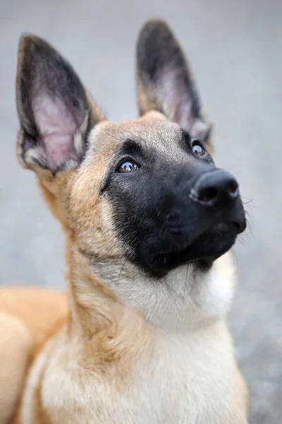 Malinois cane vista — Foto Stock