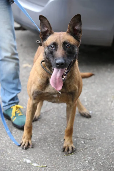 Malinois cane vista — Foto Stock