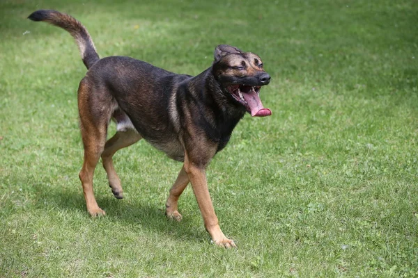 Zobacz pies Malinois — Zdjęcie stockowe