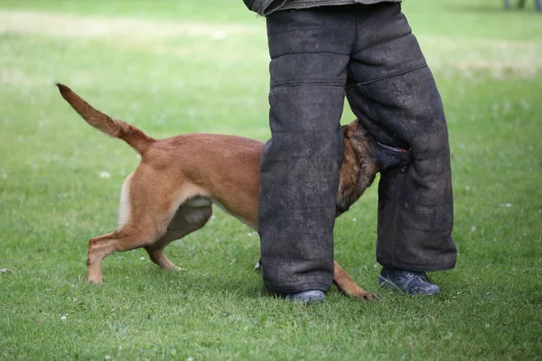 Malinois cane vista — Foto Stock