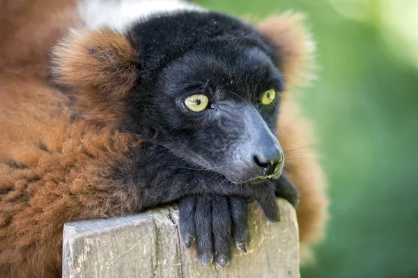 Czerwony lemur w przyrodzie — Zdjęcie stockowe