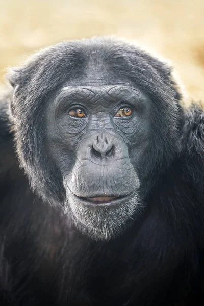 Schimpansen aus nächster Nähe — Stockfoto