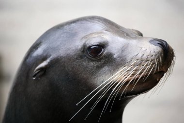 Sevimli Sealion kafa