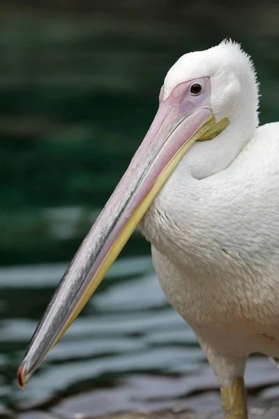 Pelikan manzaraya doğa — Stok fotoğraf