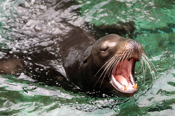 Ładna głowa Sealion — Zdjęcie stockowe