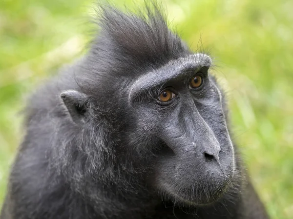 Crested macaque view — Stock Photo, Image