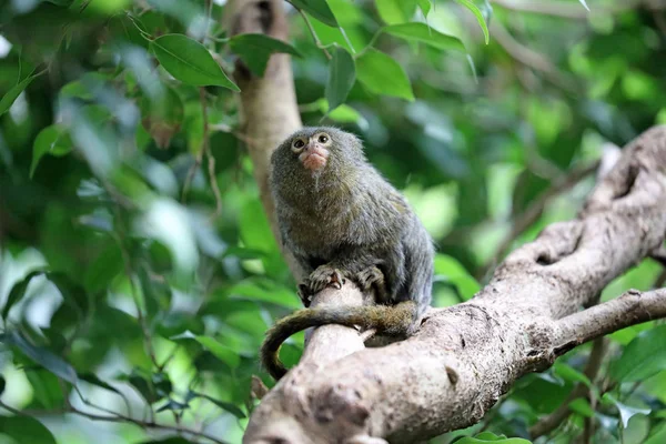 Pygmee μαϊμού στη φύση — Φωτογραφία Αρχείου