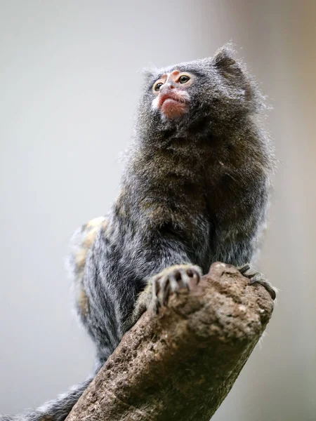 Pygmee monkey at nature — Stock Photo, Image