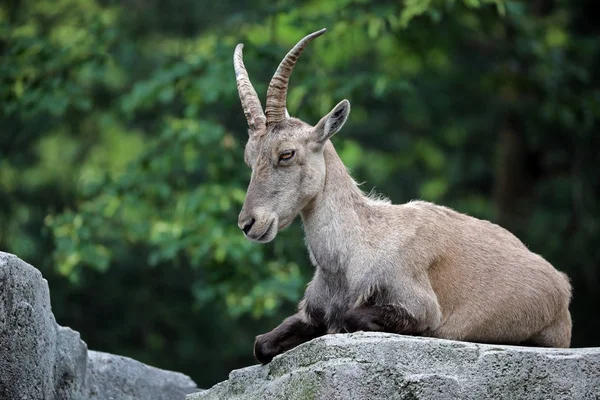 Vista de ibex alpino — Fotografia de Stock