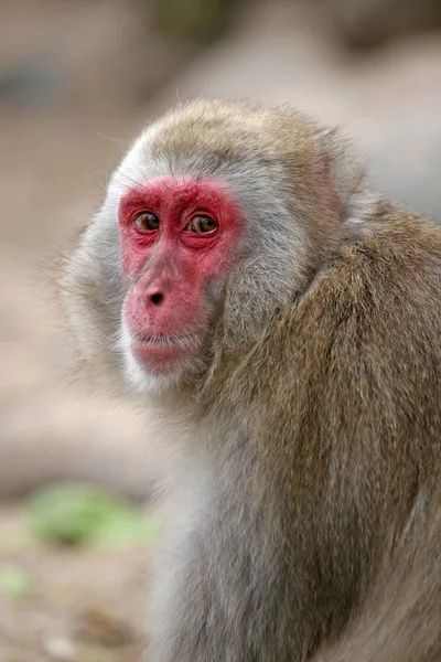 Japonés Macaque cara — Foto de Stock