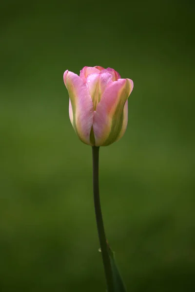 Eine rosa Tulpe — Stockfoto