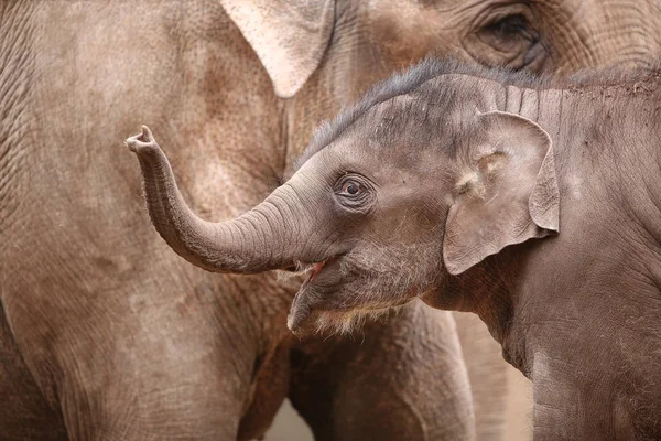 Babyolifant met haar moeder — Stockfoto