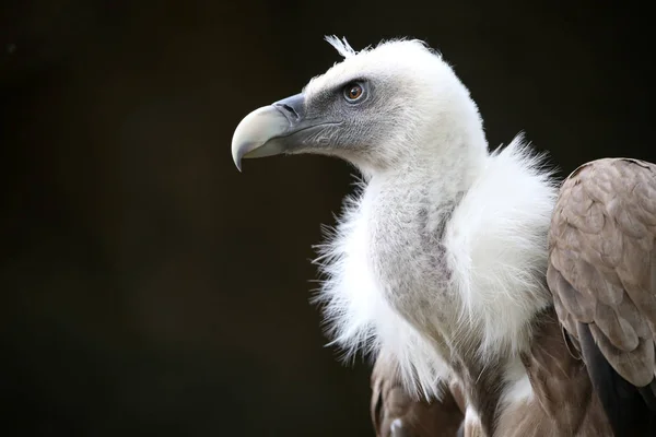 White Vulture head — Stock Photo, Image