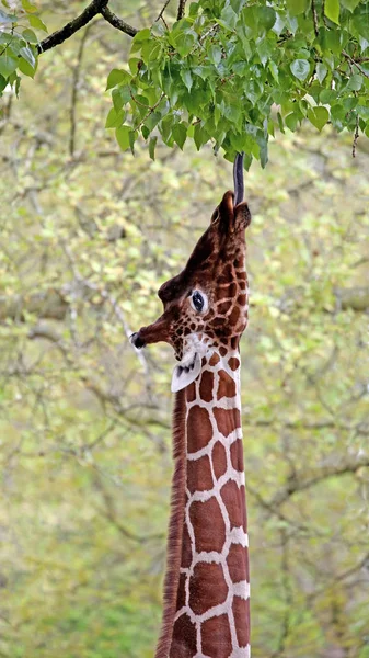 Giraffen äta bladen — Stockfoto