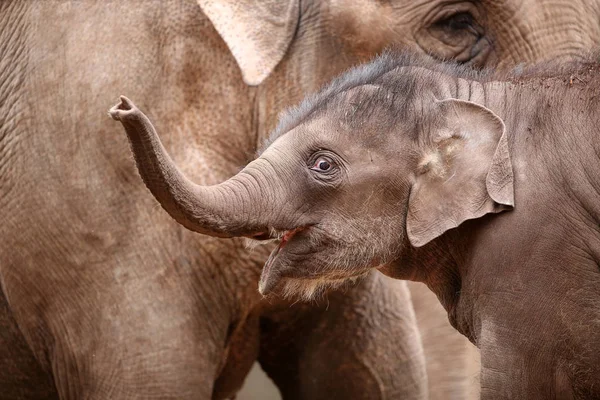 Babyolifant met haar moeder — Stockfoto