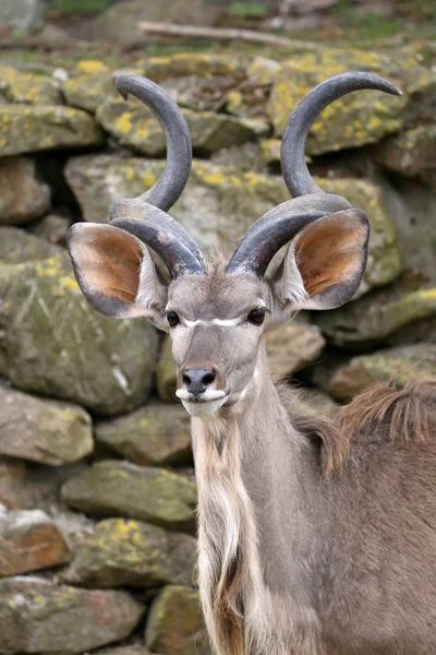 Bonito Kudu na natureza — Fotografia de Stock