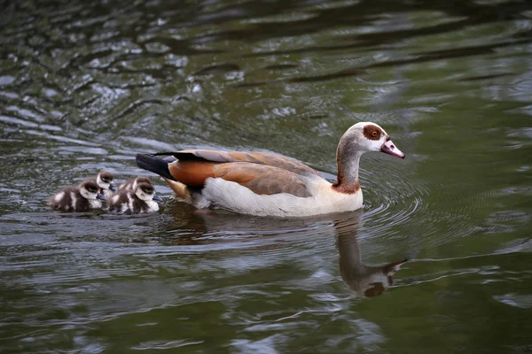 Nile geese in pond — Stock Photo, Image