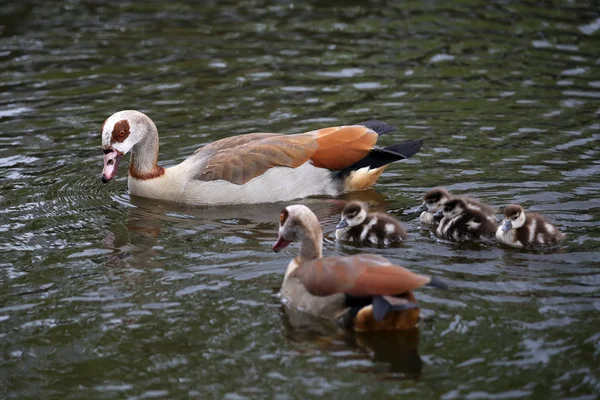 Nile geese in pond — Stock Photo, Image