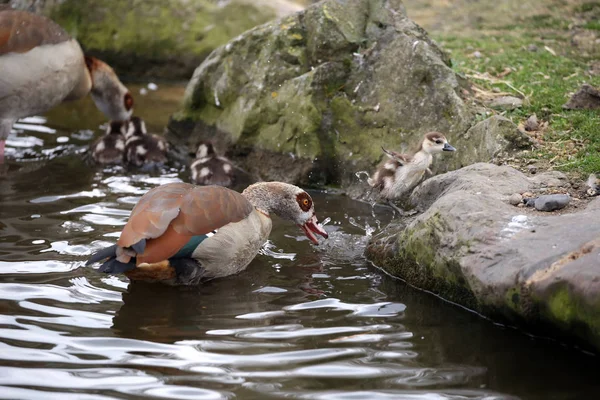 池のナイル川のガチョウ — ストック写真