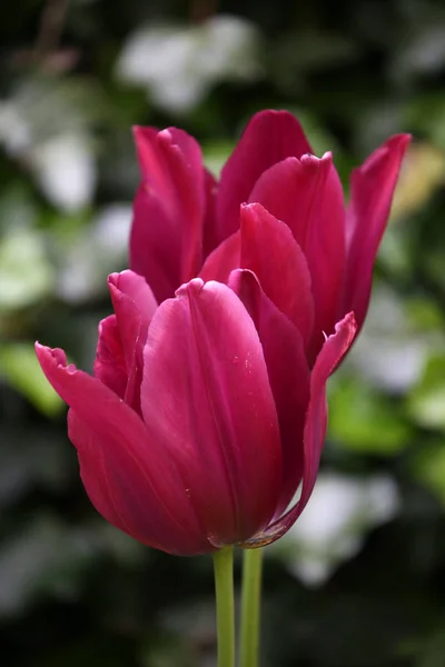 Dos tulipanes rojos brillantes —  Fotos de Stock