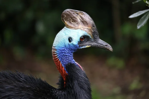 아름 다운 kasuari 머리 — 스톡 사진
