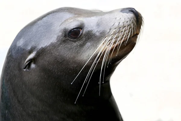 Ładna głowa Sealion — Zdjęcie stockowe