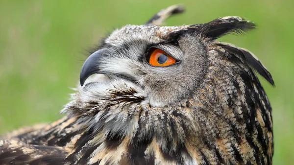 Eurasien aigle-hibou vue rapprochée — Photo