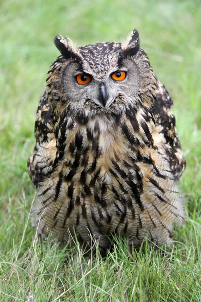 Eurasiatica aquila-gufo vista da vicino — Foto Stock